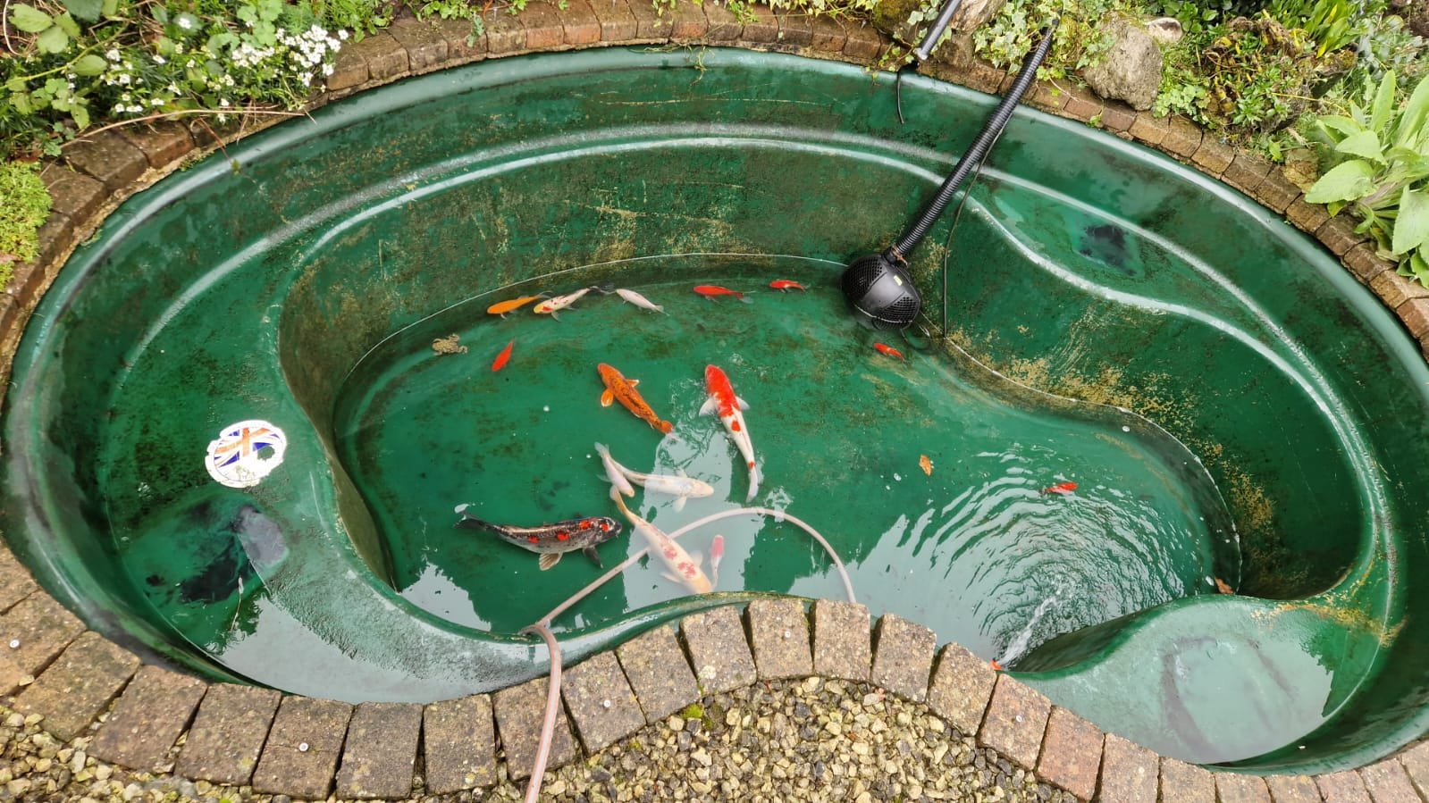 Koi pond